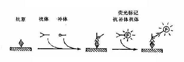 补体结合免疫荧光法原理示意图